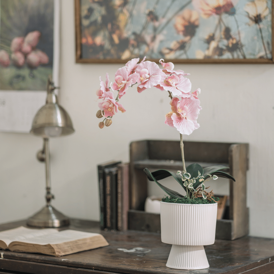  BST LAN - LAN HỒ ĐIỆP CÁNH XOĂN HỒNG 