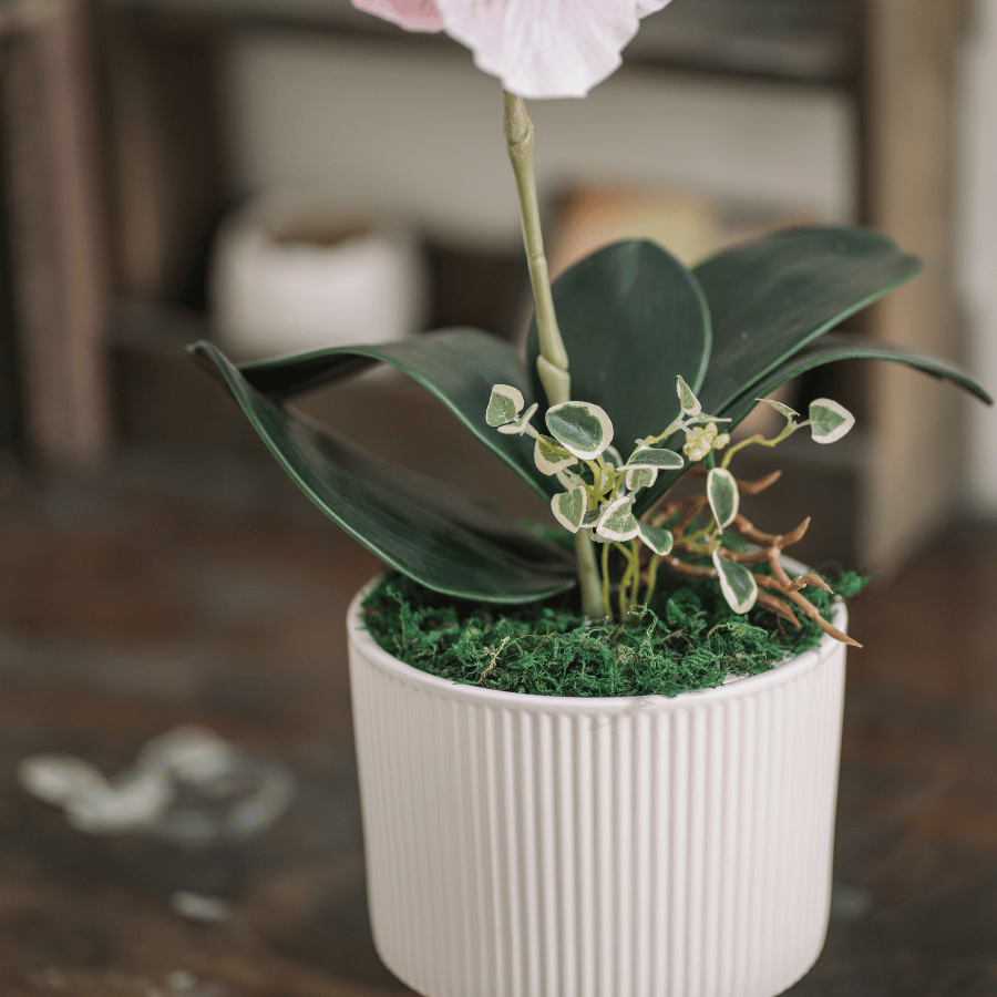  BST LAN - LAN HỒ ĐIỆP CÁNH XOĂN HỒNG 