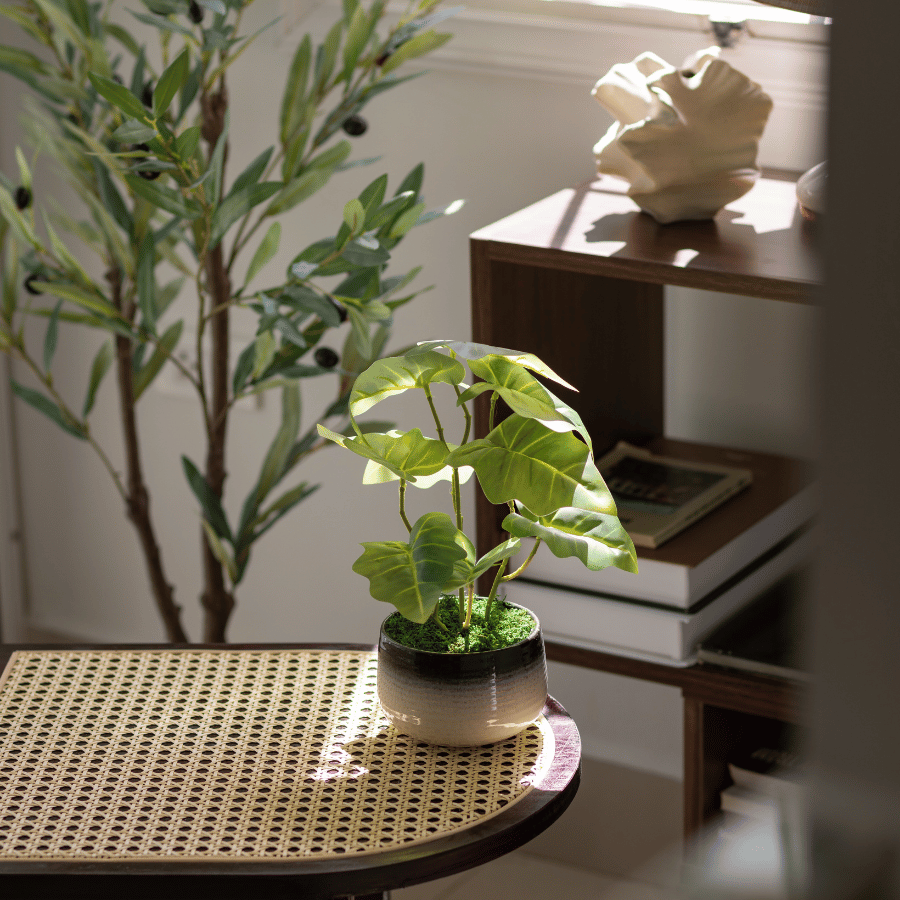  85ART - CÂY MÔN XANH 