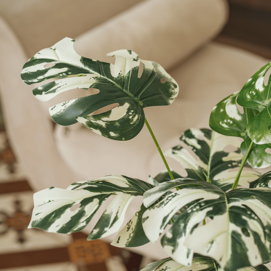  85ART - CÂY TRẦU BÀ TRẮNG LOANG 