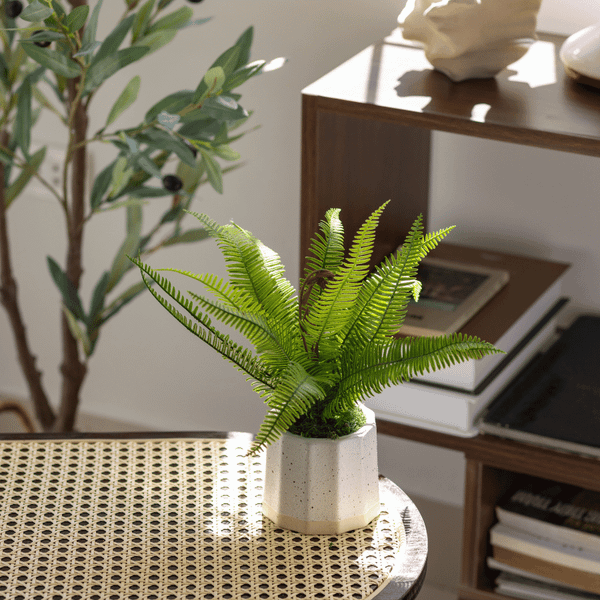  85ART - CÂY DƯƠNG XỈ 