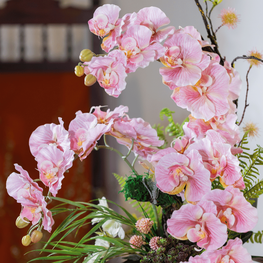  BST LAN - LAN HỒ ĐIỆP CÁNH XOĂN HỒNG 3 NHÁNH 