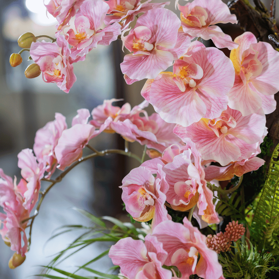  BST LAN - LAN HỒ ĐIỆP CÁNH XOĂN HỒNG 3 NHÁNH 