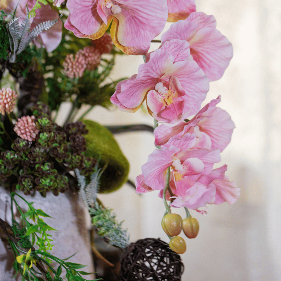  BST LAN - LAN HỒ ĐIỆP CÁNH XOĂN HỒNG 3 NHÁNH 