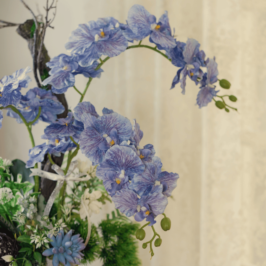  BST LAN - LAN HỒ ĐIỆP XANH CÁNH XOĂN 3 NHÁNH 