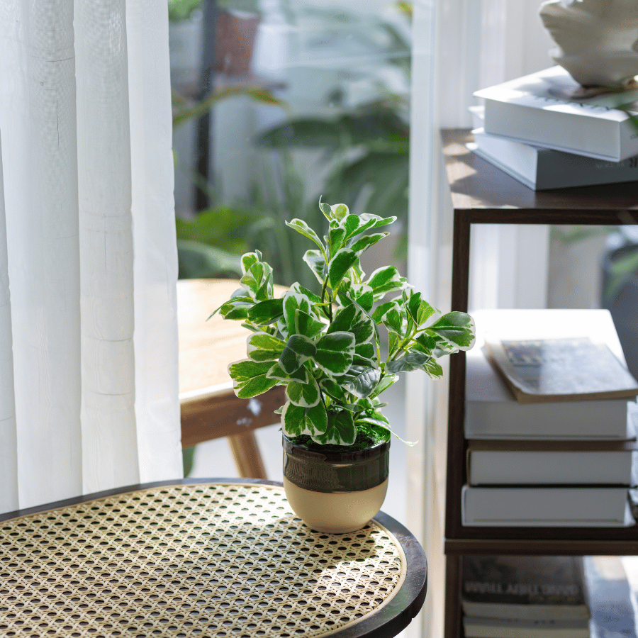  85ART - CÂY TUYẾT DIỆP 