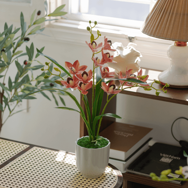  BST LAN - ĐỊA LAN HỒNG CAM 