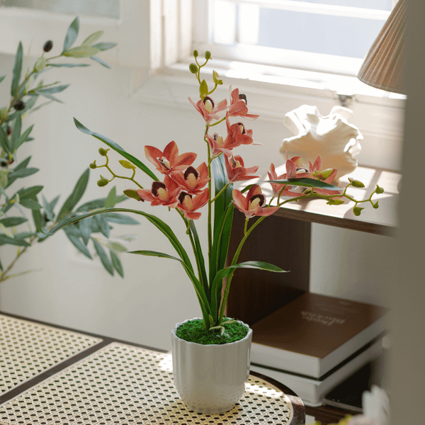  BST LAN - ĐỊA LAN HỒNG CAM 