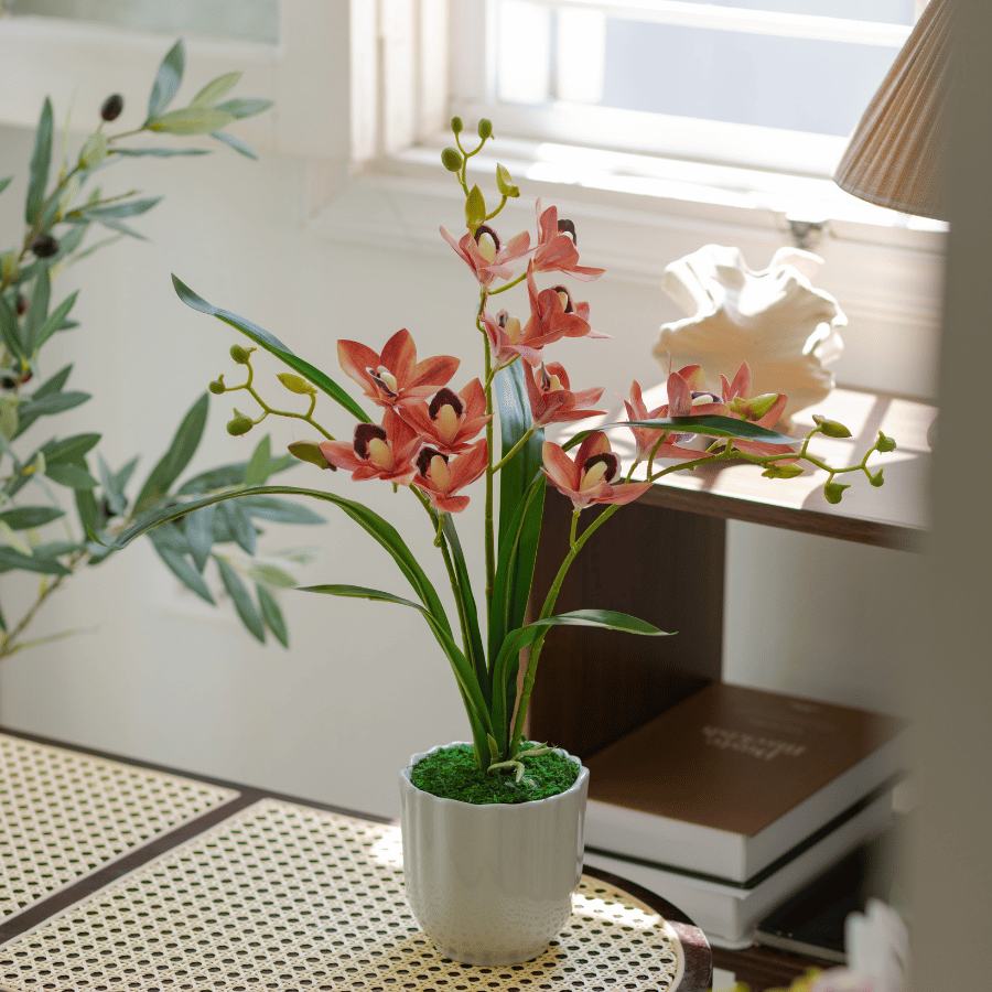  BST LAN - ĐỊA LAN HỒNG CAM 