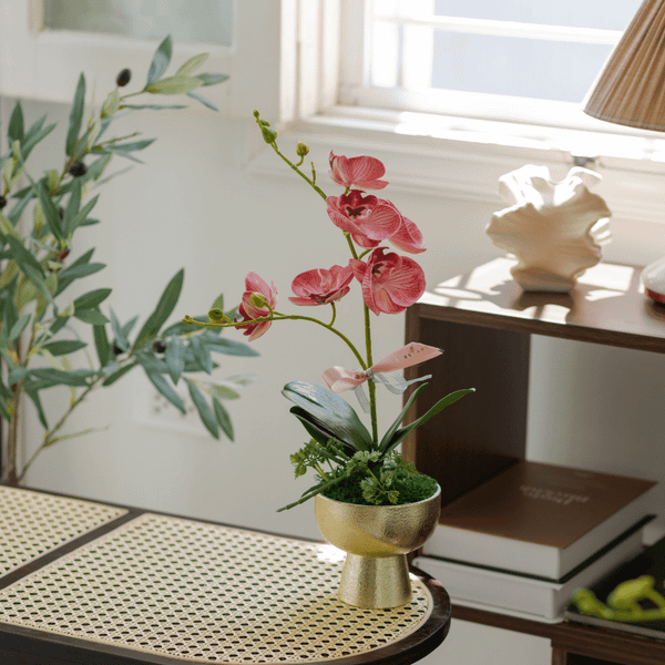  BST LAN - LAN HỒ ĐIỆP HỒNG CHỊ EM 