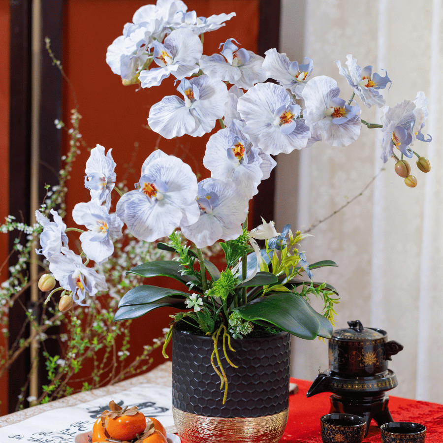  BST LAN - LAN HỒ ĐIỆP CÁNH XOĂN XANH NHẠT 