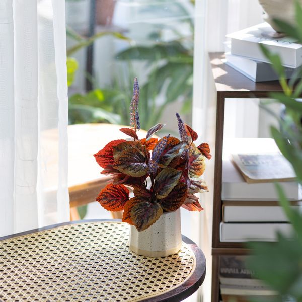  85ART - CÂY TÍA TÔ 