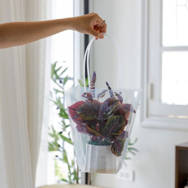  85ART - CÂY TÍA TÔ 