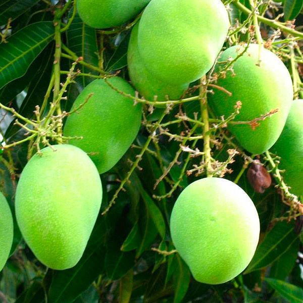  [Đồng Tháp] Xoài cát chu xanh (vàng) 