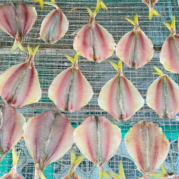  [Bà Rịa - Vũng Tàu] Cá chỉ vàng 1 nắng 