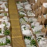  [Lâm Đồng] Chuối Laba 