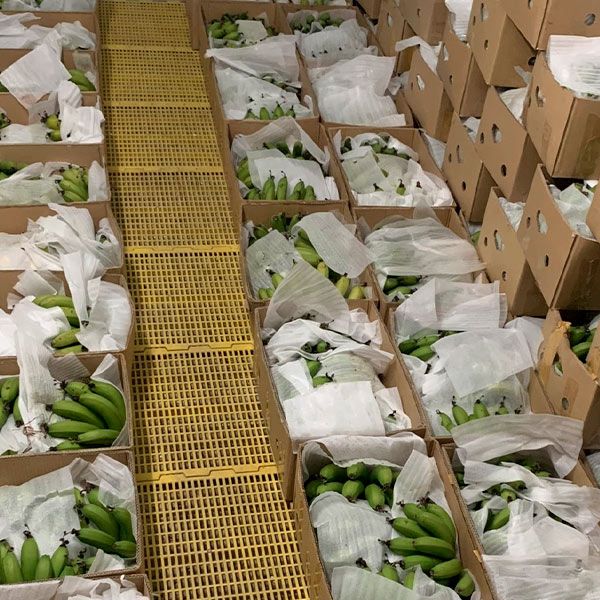  [Lâm Đồng] Chuối Laba 