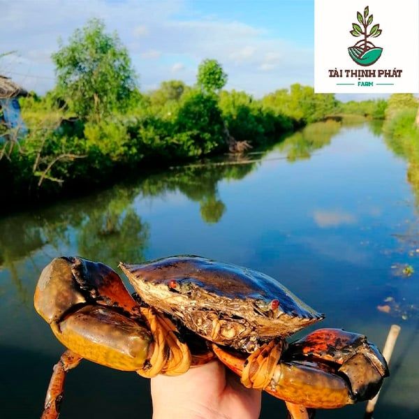  [Cà Mau] Thịt cua sinh thái 
