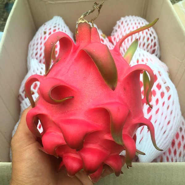  [Bình Thuận] Thanh long tím hồng Vinh Bách 