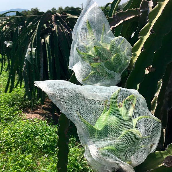  [Bình Thuận] Thanh long ruột trắng Vinh Bách 