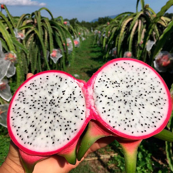  [Bình Thuận] Thanh long ruột trắng Vinh Bách 