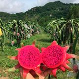  [Bình Thuận] Thanh long sấy dẻo 