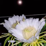  [Bình Thuận] Thanh long ruột đỏ Vinh Bách 