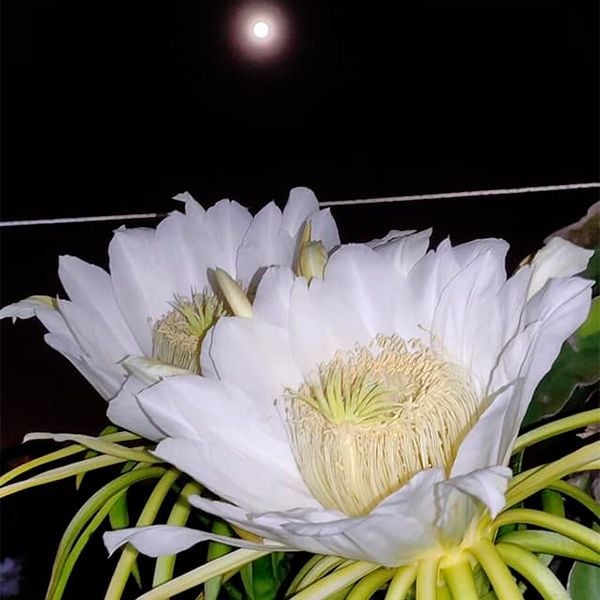  [Bình Thuận] Thanh long sấy dẻo 