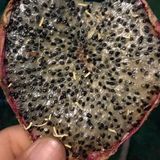  [Bình Thuận] Thanh long sấy dẻo 