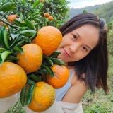  [Kon Tum] Cam sành hữu cơ Măng Đen Hai Đông 