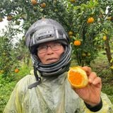  [Kon Tum] Cam sành hữu cơ Măng Đen Hai Đông 