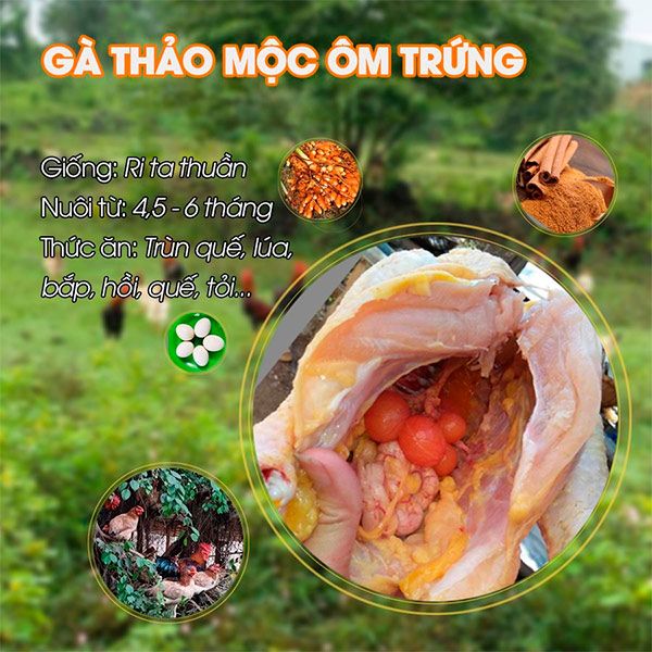  [Bà Rịa - Vũng Tàu] Gà thảo mộc ôm trứng 