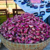  [Quảng Ngãi] Hành Lý Sơn 