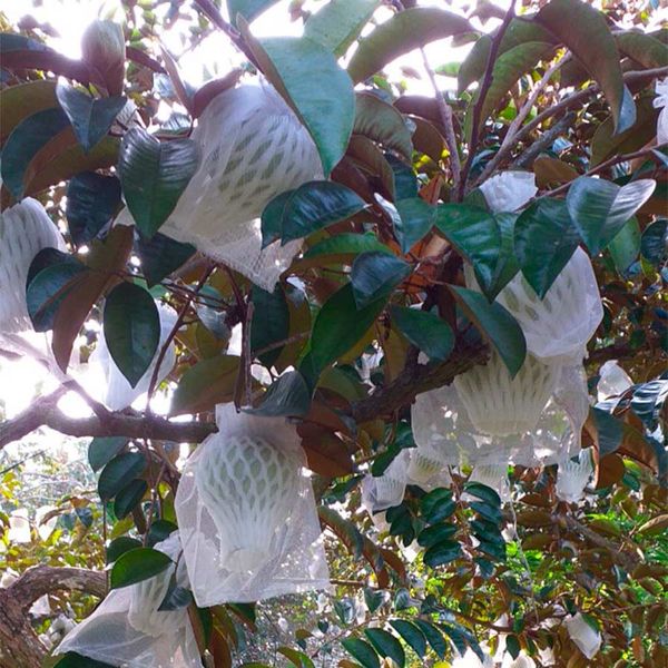  [Tiền Giang] Vú sữa Bơ Hồng 