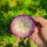  [Tiền Giang] Vú sữa tím Bách Thảo 