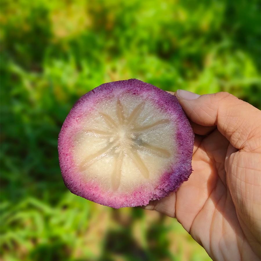  [Tiền Giang] Vú sữa tím Bách Thảo 