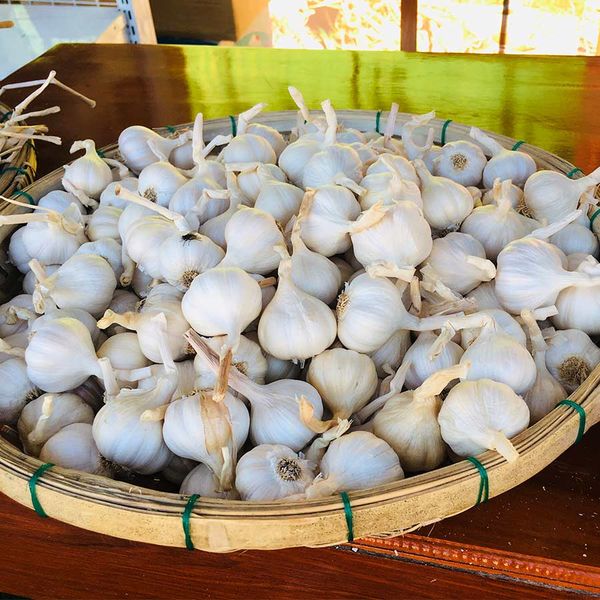  [Quảng Ngãi] Tỏi Lý Sơn (ít tép) 