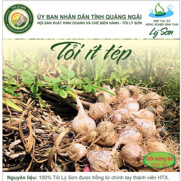  [Quảng Ngãi] Tỏi Lý Sơn (ít tép) 