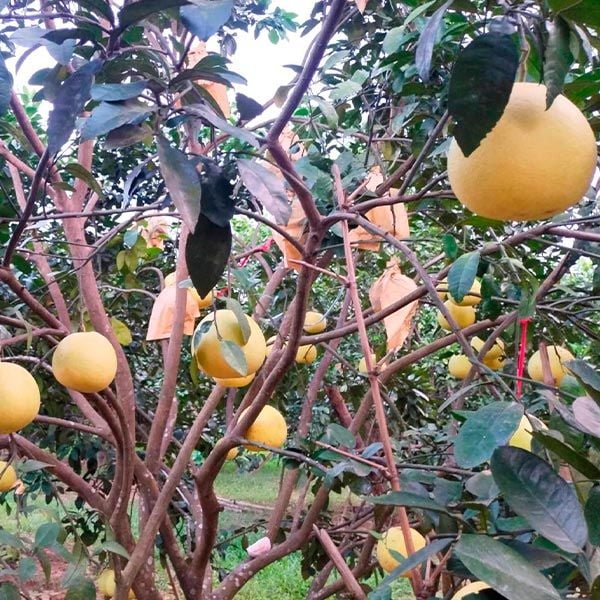  [Hà Tĩnh] Bưởi Phúc Trạch 