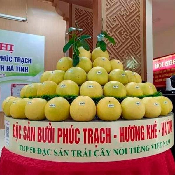  [Hà Tĩnh] Bưởi Phúc Trạch 