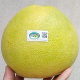  [Hà Tĩnh] Bưởi Phúc Trạch 