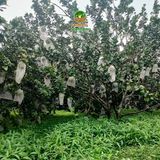 Túi lưới bọc bưởi, mít, thanh long 