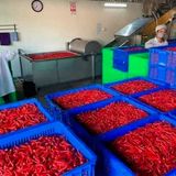  [Huế] Tương ớt Vinh Xuân (Tương ớt xứ Huế) 