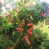  [Bắc Giang] Vải thiều Lục Ngạn 