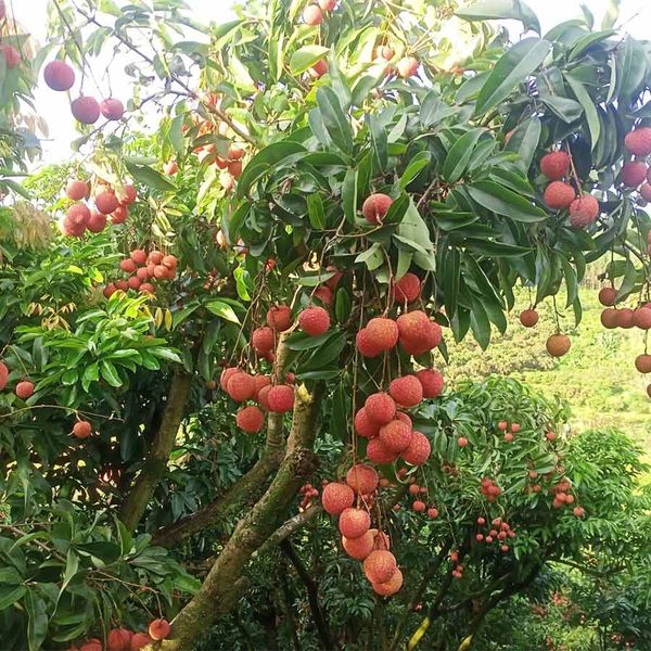  [Bắc Giang] Vải thiều Lục Ngạn 