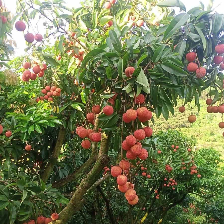  [Bắc Giang] Vải thiều Lục Ngạn 