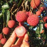  [Bắc Giang] Vải thiều Lục Ngạn 