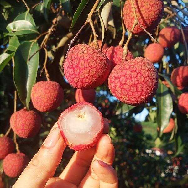  [Bắc Giang] Vải thiều Lục Ngạn 