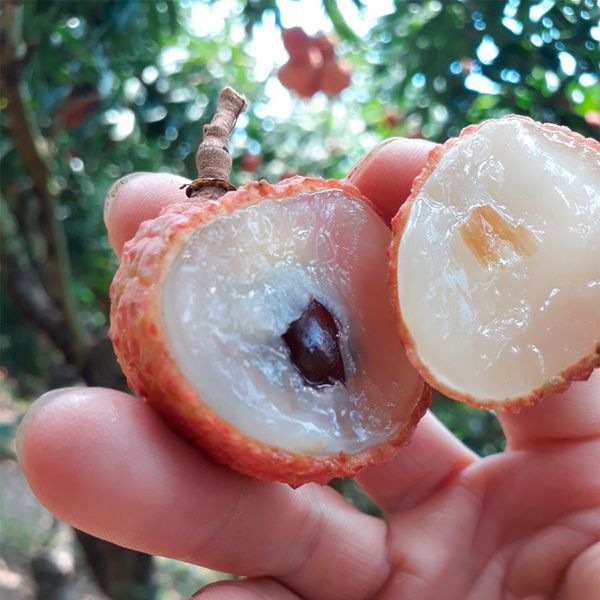  [Bắc Giang] Vải U Hồng Lục Ngạn 