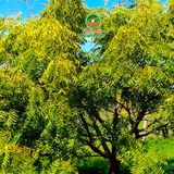  Tinh dầu neem Kingcrop 